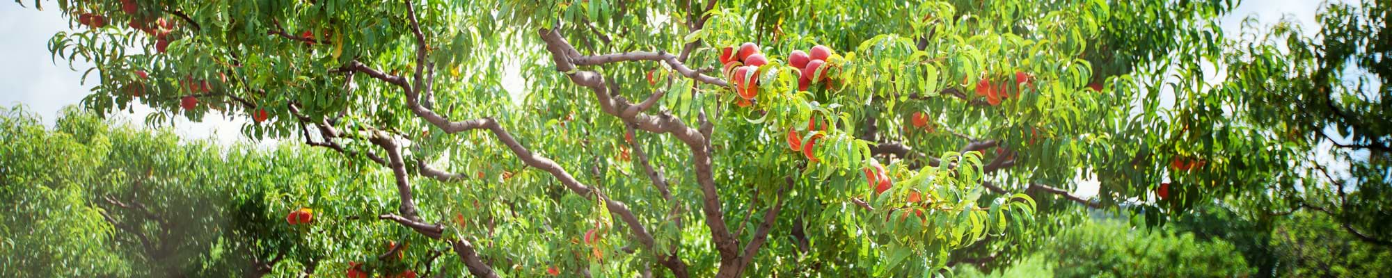 Aprikosenbaum Elbak in Griechenland