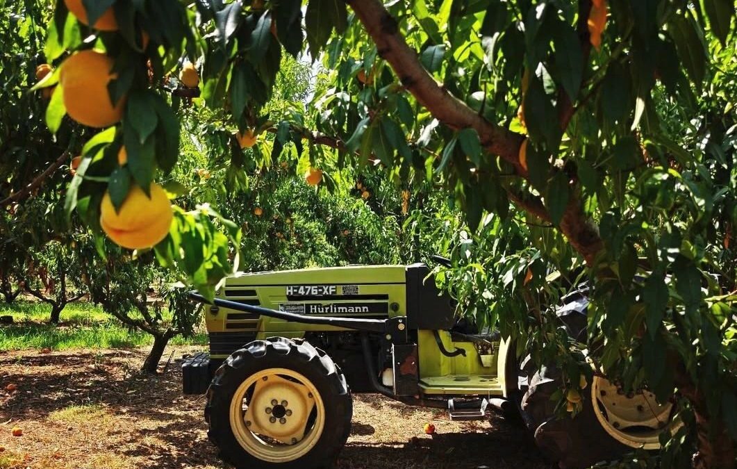 Peach season 2026: first fruit arrives in Larissa